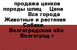 продажа ценков породы шпиц  › Цена ­ 35 000 - Все города Животные и растения » Собаки   . Волгоградская обл.,Волгоград г.